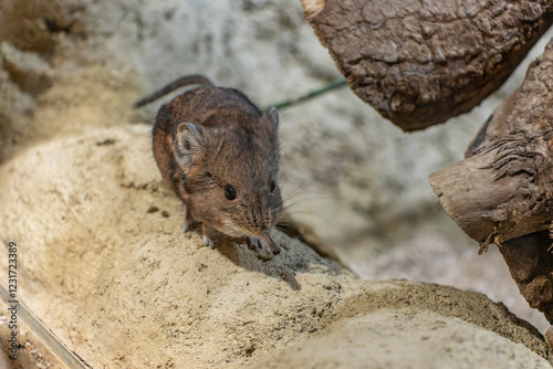 Elephant shrew rodent looking for food on a rock, Zagreb zoo. photo