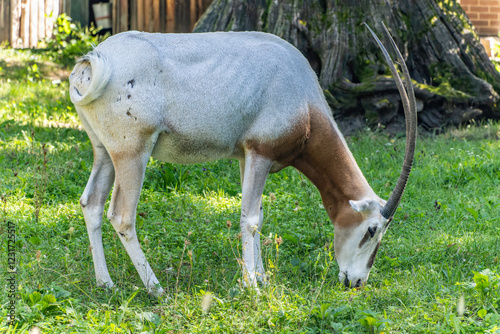 Scimitar-horned oryx Oryx dammah with brick wall on the background. In Zagreb Zoo, Croatia. photo