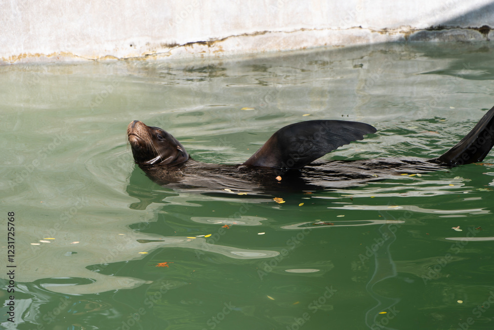 Obraz premium Zagreb, Croatia. A sea lion strikes a pose in its enclosure at Zagreb ZOO, showcasing its sleek, wet fur.