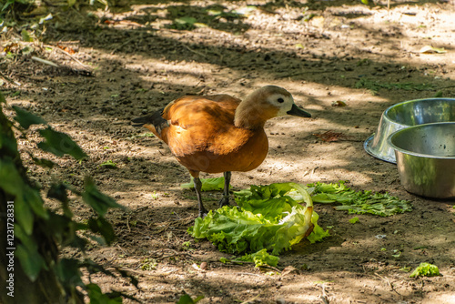 Ruddy Shelduck, Tadorna ferruginea orange-brown body duck. Zagreb Zoo. photo