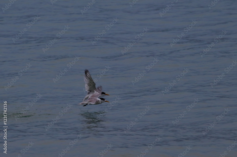 Naklejka premium crested tern