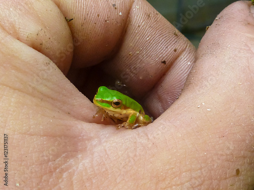 Tiny bright green Australian tree frog sitting in human palm, macro photography showing detailed texture of amphibian skin. Frog's distinctive features against flesh-toned colours. Cairns, Queensland