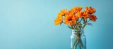 Vibrant orange spring flowers in a glass jar vase on the right with a soft blue backdrop creating ample copy space on the left for text elements