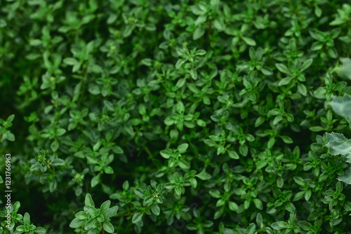 Fresh green thyme plants thriving in a garden bed during sunny summer days