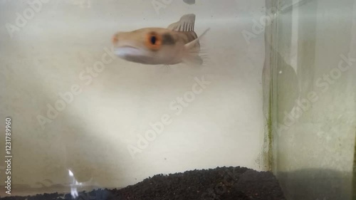 Snakehead channa fish in aquariums are suitable for ornamental fish shop displays photo