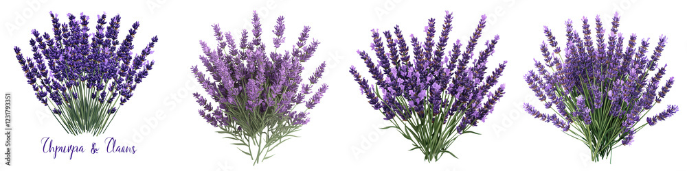 Obraz premium Lush vibrant bunches of fragrant lavender flowers blooming in a picturesque purple field creating a serene calming and therapeutic natural scene for wellness beauty and design purposes