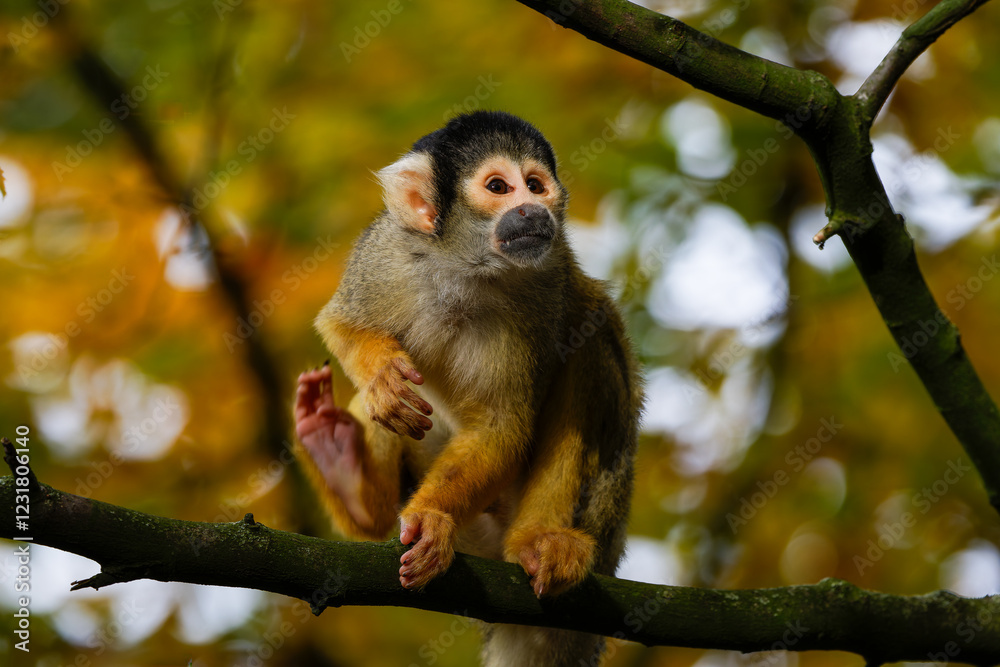 Fototapeta premium The black-capped squirrel monkey (Saimiri boliviensis) 