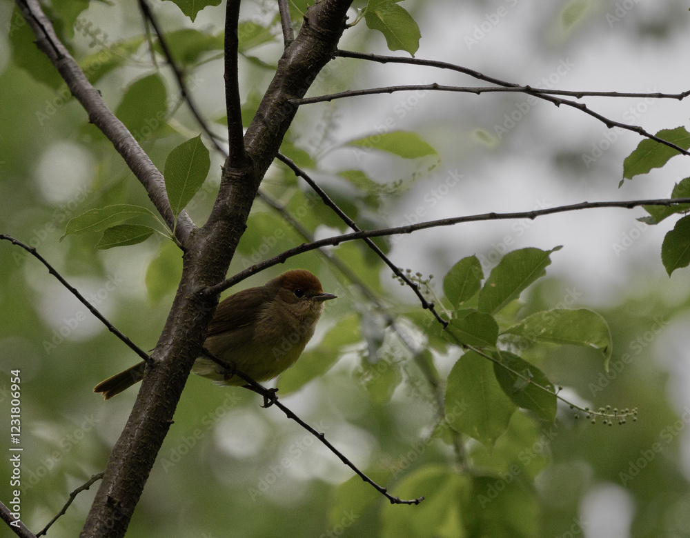 Fototapeta premium Black Cap sylvia atricapilla in the trees