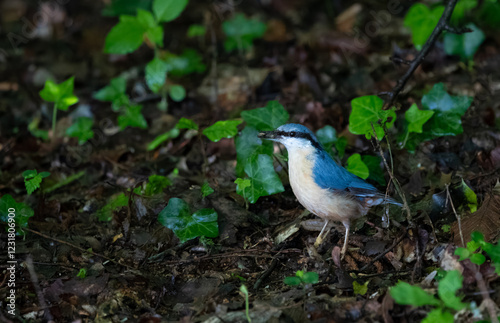 Blue nuthatch on the ground photo