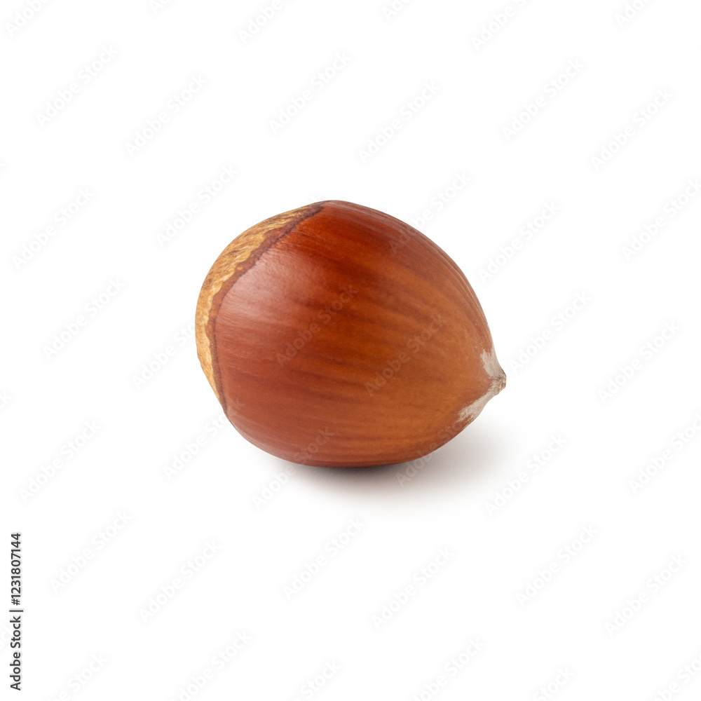A single hazelnut sits on a pristine white background, highlighting its smooth, warm brown shell. The simplicity of the composition emphasizes the natural beauty and texture of the nut. A single hazelnut sits on a pristine white background, highlighting its smooth, warm brown shell. The simplicity of the composition emphasizes the natural beauty and texture of the nut.