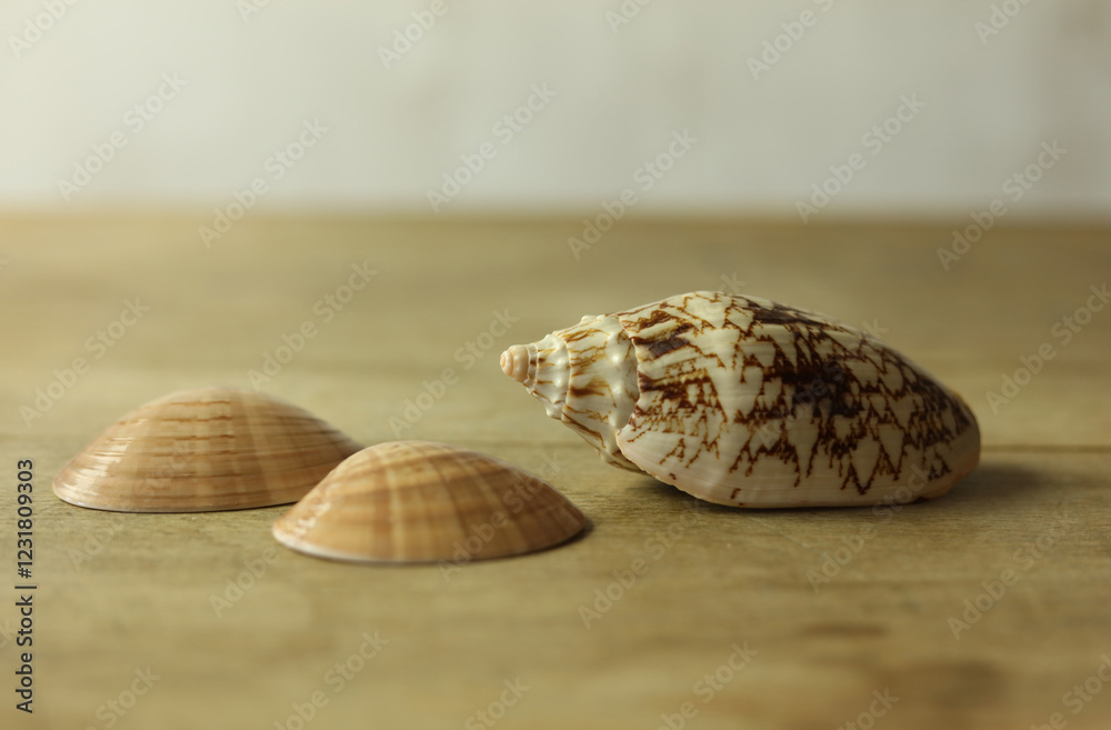 Seashells on wooden background. Close-up image. Seashells on wooden background. Close-up image.