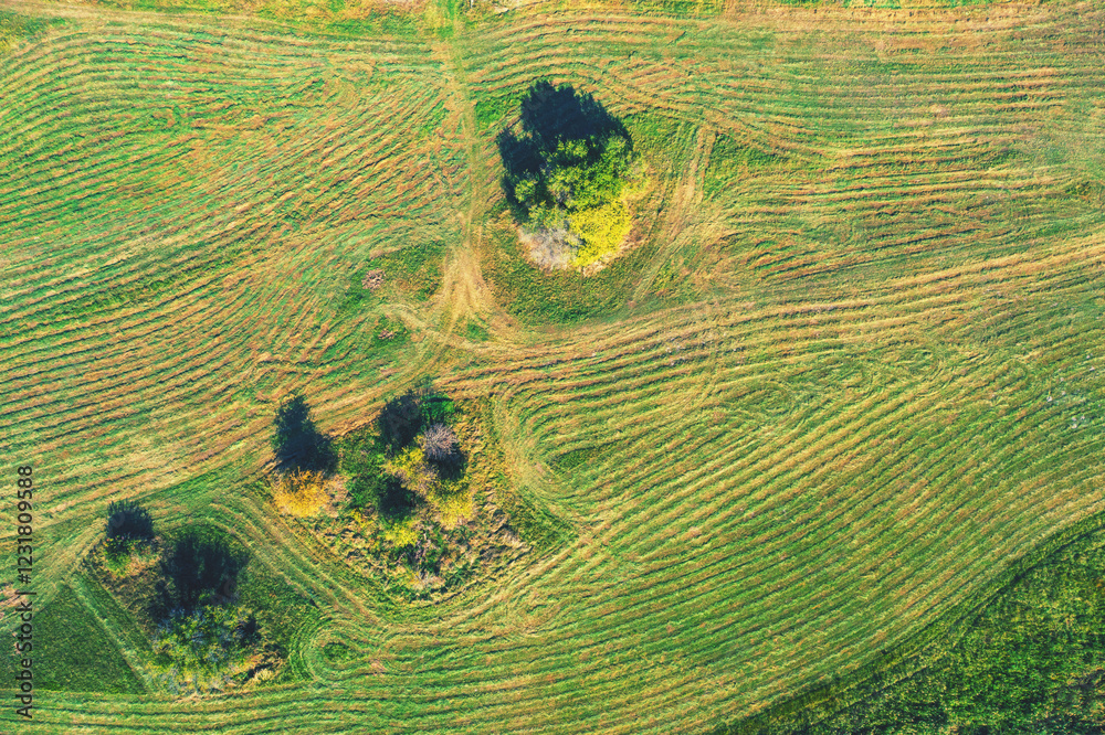 Agricultural field with traces of combine harvester. Trees in the field