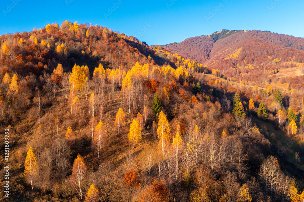 Panoramic view from above of colorful slopes of mountains on a sunny autumn day. Beautiful landscape. Carpathian mountains, view from Prislop pass, Ukraine