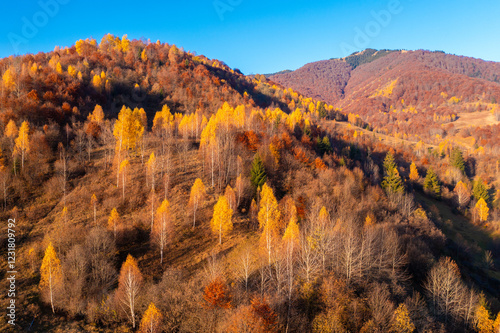 Obraz na płótnie Panoramic view from above of colorful slopes of mountains on a sunny autumn day. Beautiful landscape. Carpathian mountains, view from Prislop pass, Ukraine w salonie