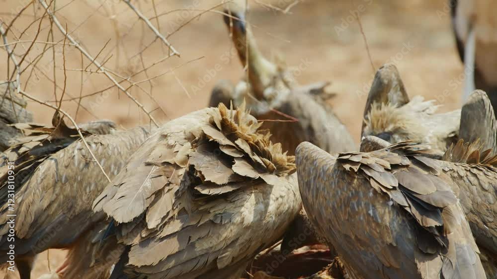 Vultures (Gyps africanus) having a great meal. Vultures (Gyps africanus) having a great meal.