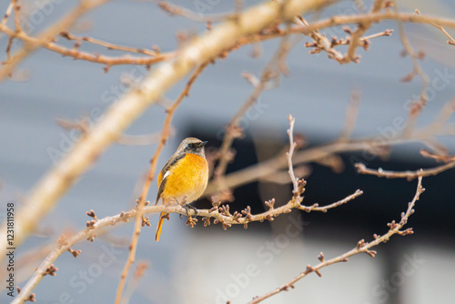 冬枯れの枝に飛来したジョウビタキ
 photo