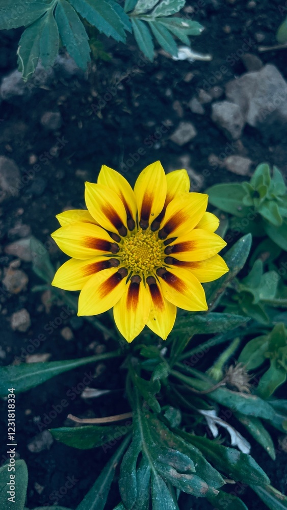 Obraz premium yellow, nature, summer, plant, sun, flowers, garden, blossom, floral, bright, flora, beauty, petal, field, bloom, petals, agriculture, pollen,meadow, isolated