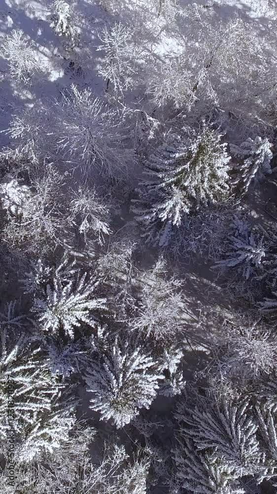 AERIAL: Flying above beautiful woods in wilderness and lush mighty spruce trees covered with fresh snowy blanket in amazing white wonderland. Picturesque view of forest sleeping on ice cold winter day
