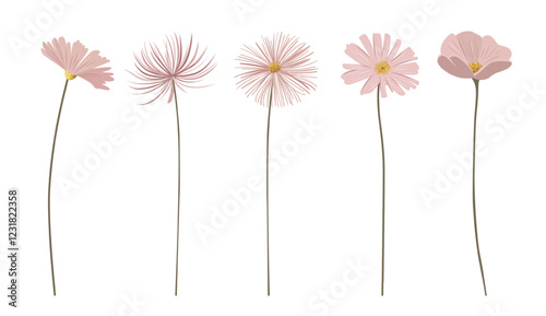 Gentle pink flowers with shining golden centers. Meadow botanical set for wedding, birthday. Delicate wild flowers.