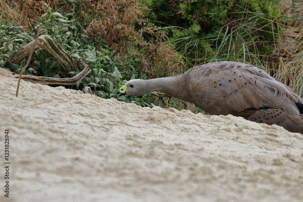 Obraz premium cape barren goose
