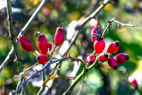 Cynorhodon branch with berries, healthy food and medical virtues