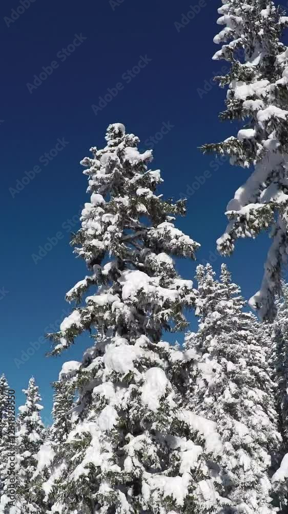 AERIAL: Flying along beautiful spruce trees covered with white snowy blanket against blue skis. Picturesque view of amazing winter wonderland and sleeping pine forest covering steep mountain foothill AERIAL: Flying along beautiful spruce trees covered with white snowy blanket against blue skis. Picturesque view of amazing winter wonderland and sleeping pine forest covering steep mountain foothill
