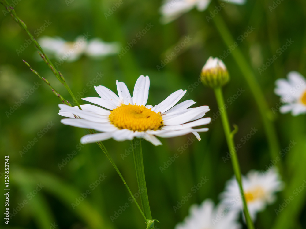 Delicate daisies sway gently under the warm sun in a lush green meadow Delicate daisies sway gently under the warm sun in a lush green meadow