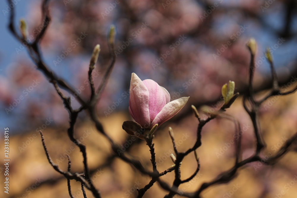 fiori di magnolia in un giardino in primavera fiori di magnolia in un giardino in primavera