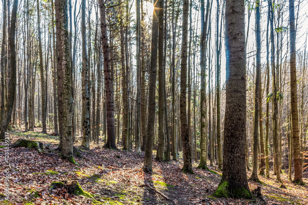 Naklejka premium Landscapes - Forest - Europe, Romania, Suceava region 