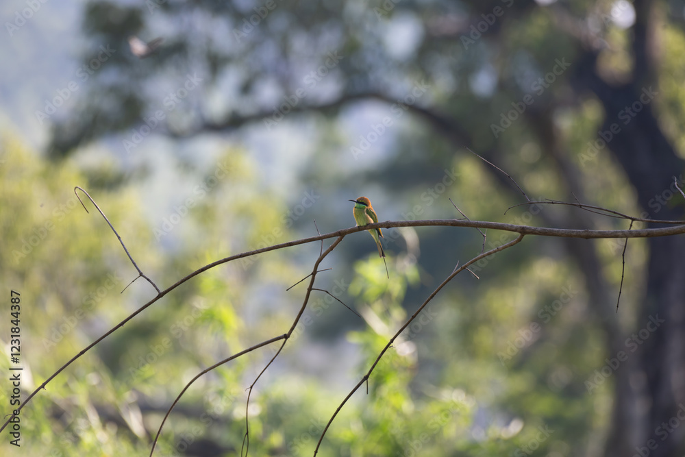 The beautiful blue tailed bee eater perched on a thin branch with surrounding tree branches and leaves. The background is blurred lush green foliage with blue sky. The beautiful blue tailed bee eater perched on a thin branch with surrounding tree branches and leaves. The background is blurred lush green foliage with blue sky.