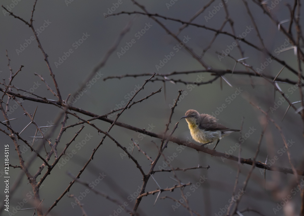 Fototapeta premium The vibrant Purple sunbird perched on a thorny branch against a blurred, muted background. The sharp thorns contrast with the soft feathers.