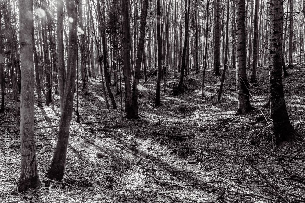 Fototapeta premium Landscapes - Forest - Europe, Romania, Suceava region