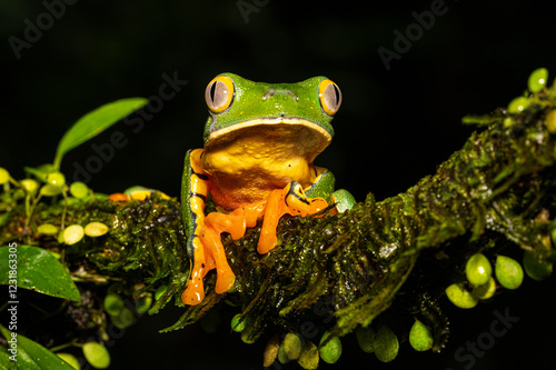 Cruziohyla calcarifer, the splendid leaf frog or splendid treefrog, in the south Costa Rica