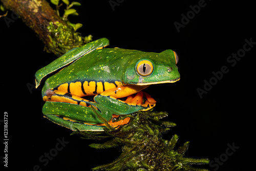 Cruziohyla calcarifer, the splendid leaf frog or splendid treefrog, in the south Costa Rica