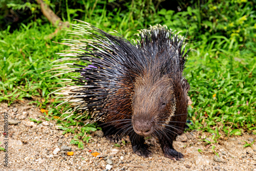 A Porcupine in the wild of Sri Lanka photo