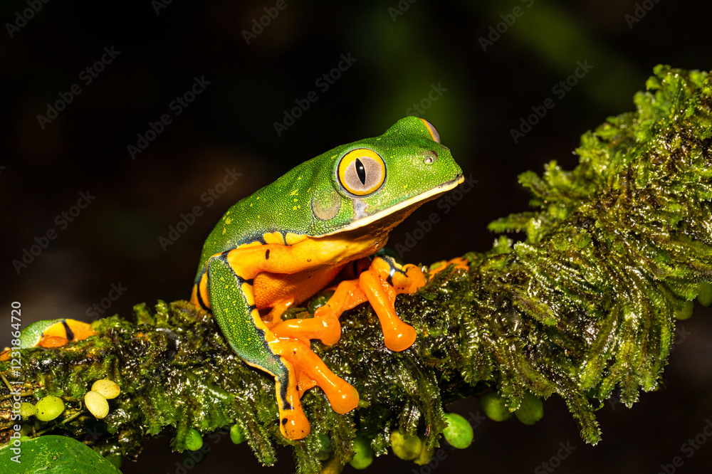 Cruziohyla calcarifer, the splendid leaf frog or splendid treefrog, in the south Costa Rica Cruziohyla calcarifer, the splendid leaf frog or splendid treefrog, in the south Costa Rica