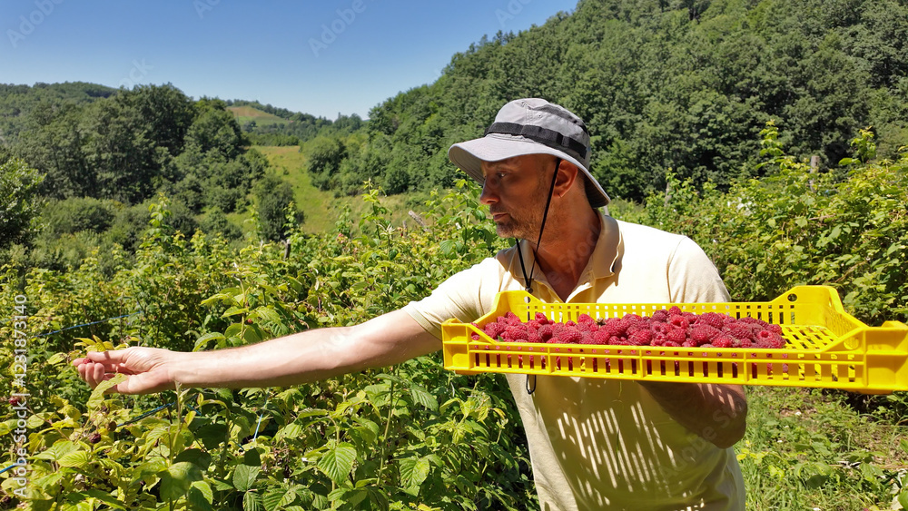 Farmer picking fresh red raspberries from a organic plantation in the mountains.