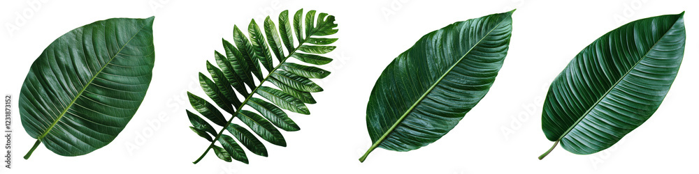 Obraz premium Stunning close up view of various types of large vibrant tropical leaves and fronds in a lush verdant natural environment The leaves display a range of rich