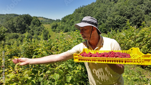 Obraz na płótnie Farmer picking fresh red raspberries from a organic plantation in the mountains. w salonie