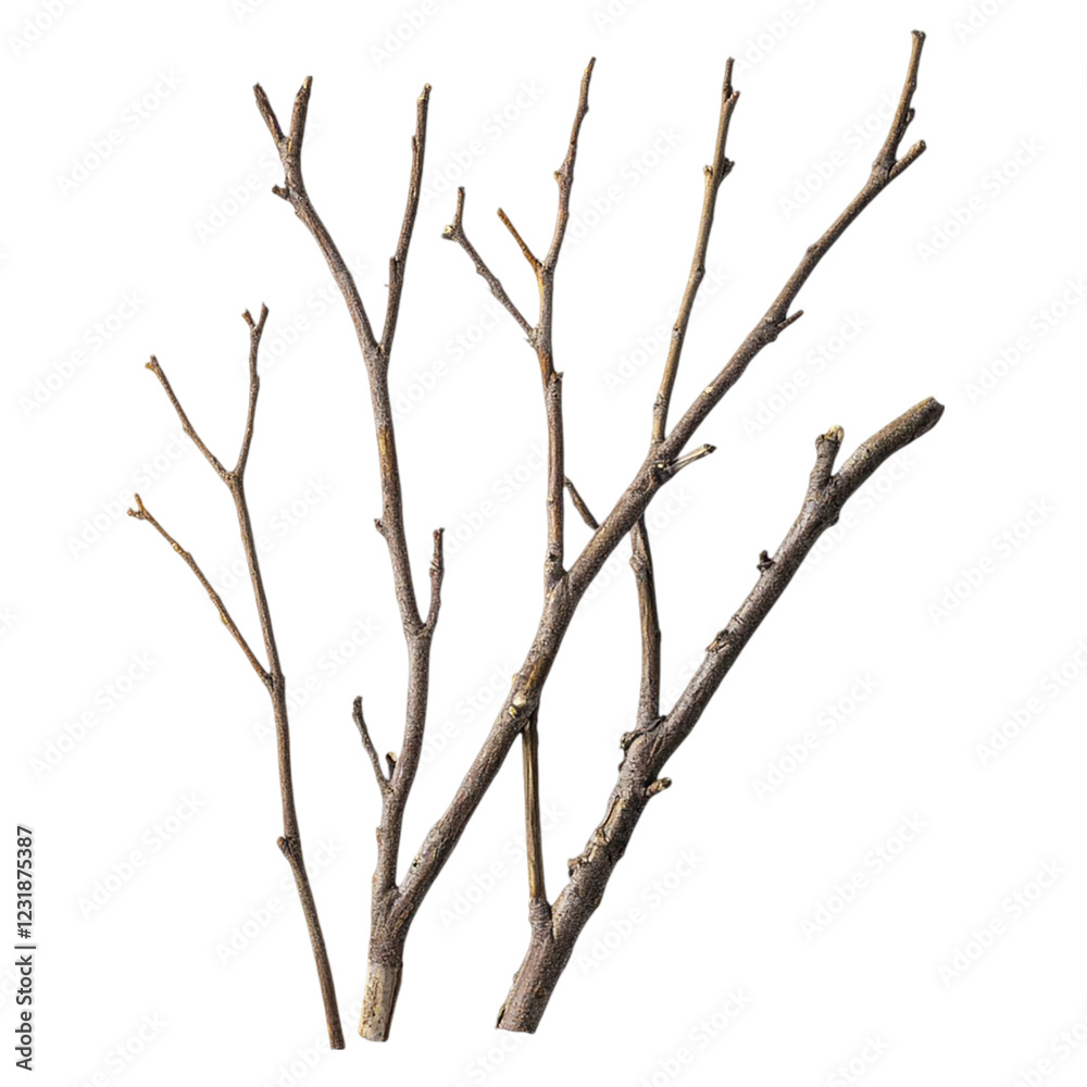 Brushwood isolated on transparent background. Brushwood isolated on transparent background.