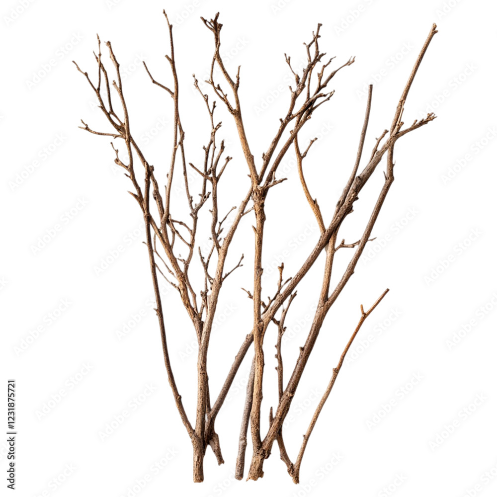 Brushwood isolated on transparent background. Brushwood isolated on transparent background.