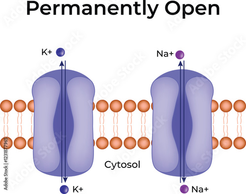 Permanently Open Ion Channels Design Vector Illustration
