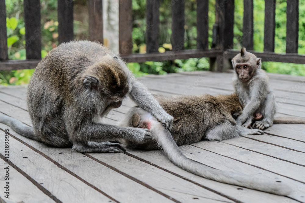 Fototapeta premium Famille Singe