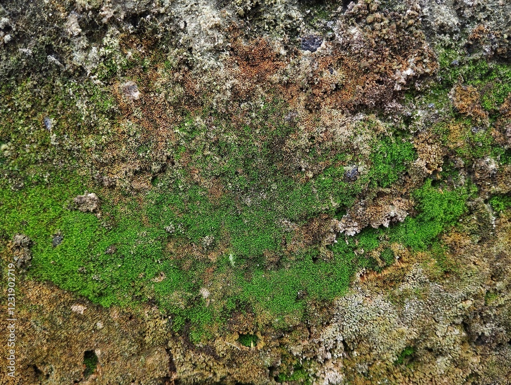 Obraz premium Abstrack moss texture on old wall background 