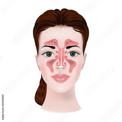 Anatomy of the maxillary sinuses. Realistic medical illustration. Infographics on a woman's face, vector