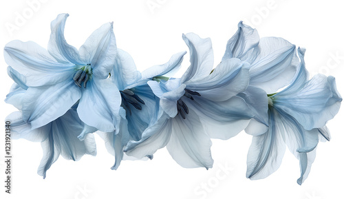 Bluebells isolated on a white background, blue flowers floating in the air, blue flowers for decoration and design, PNG file of a chrysanthemum bouquet. 