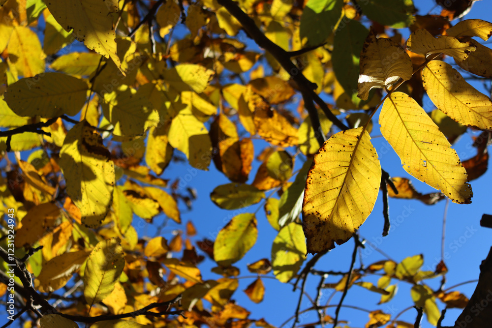 Obraz premium Walnut tree with bright yellow leaves on autumn season. Juglans regia tree agaisnt blue sky