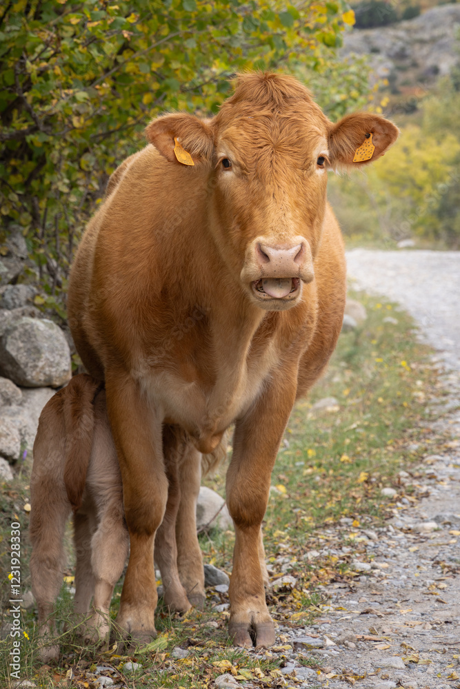 Kuh streckt Zunge raus, Rind mit Kalb Kuh streckt Zunge raus, Rind mit Kalb