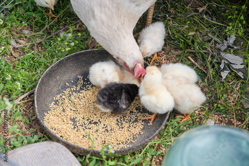 A white hen teaches her chicks to peck millet from a bowl placed on the grass,a scene showing farm life and poultry care, photo