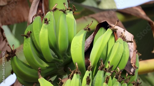 Exotic banana trees laden with ripe fruit,Green bananas growing on trees in banana plantations on Odisha, India. banana leaves and fruits plantation concept.